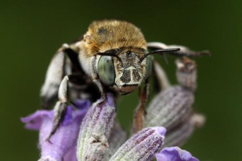 Amegilla albigena